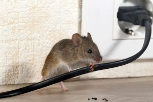 rodent control services in Dubai