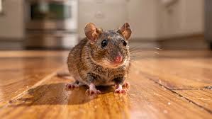 rodent control services in Dubai