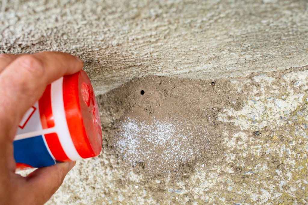 Ant pest control Dubai treatment targeting ant colonies