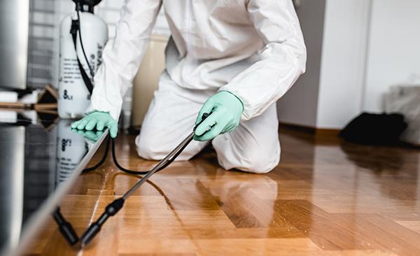 Professional pest control inspection in a Mirdif villa