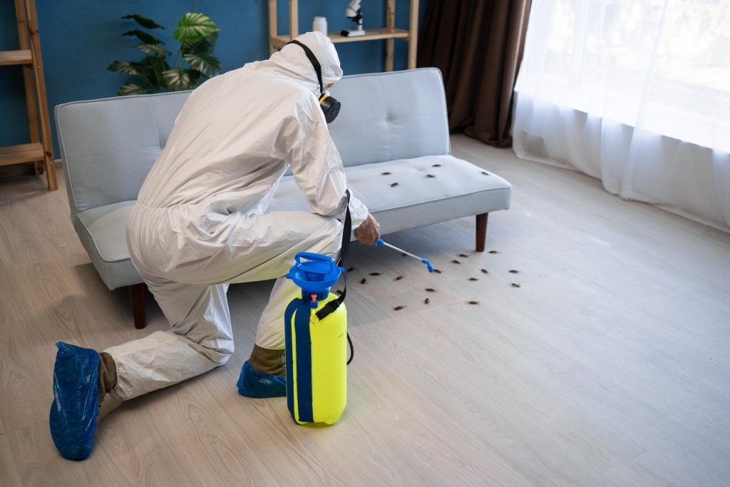 Termite, cockroach, rodent and ant control services in Dubai