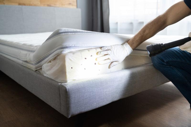 Common pest emergencies requiring 24-hour pest control near me