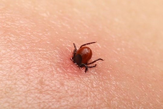 Ticks Control tretment jpc Dubai