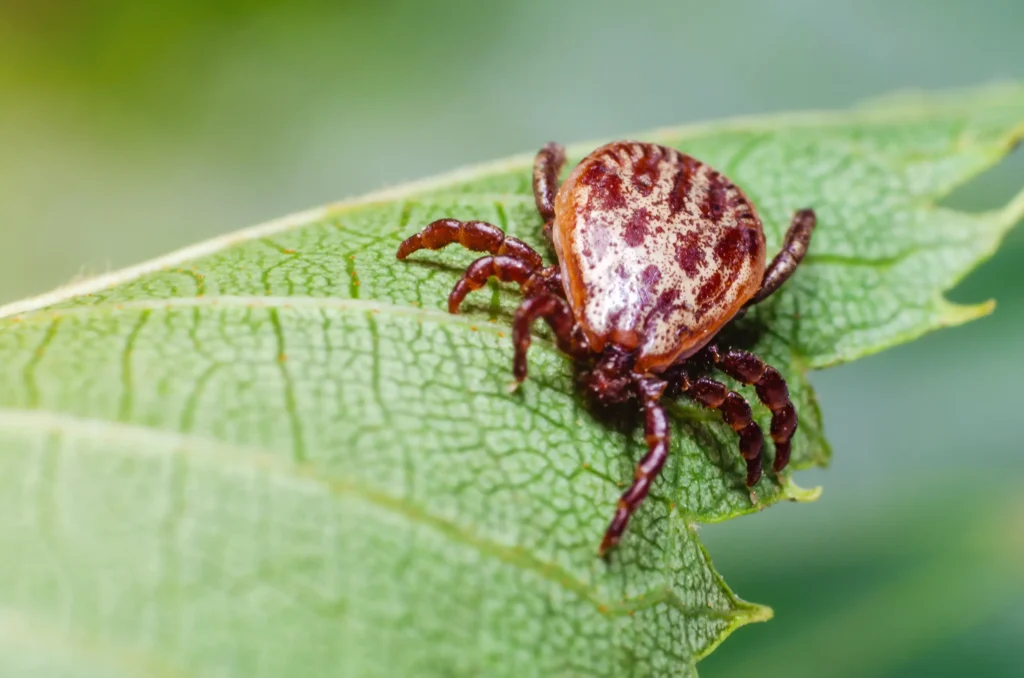 Ticks Control jpc Dubai