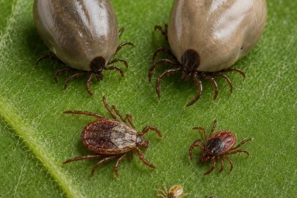 Ticks Control tretment jpc Dubai