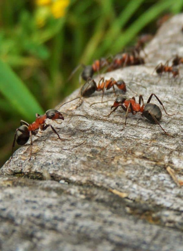 ant-repellant-819x1024