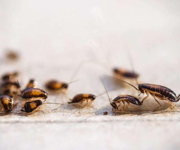 Cockroach Treatment in Dubai