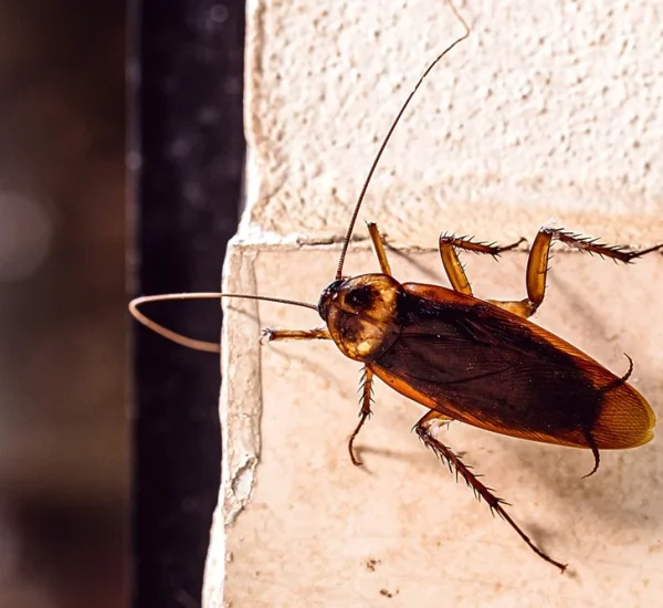 Cockroach Treatment Dubai